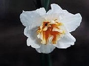 Dolly Mollinger